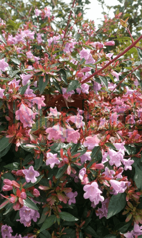 Abelia Grandiflora Edward Goucher 5Gallon Light Pink Edward Goucher Abelia Shrub Live Plant Fmr7Ht7