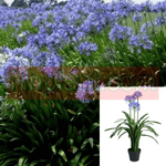 Agapanthus Africanus Queen Anne White Lily Of The Nile 2Gallon Plant Lily Of Nile Live Plant Mr7Ht7