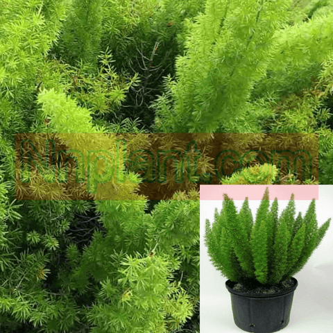 Asparagus Meyeri 5Gallon Asparagus Densiflorus Meyerii Plant Meyeri Foxtail Fern 5Gallon Live Plant Fr7