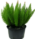 Asparagus Dens Meyeri 1Gallon Fern Asparagus Densiflorus Meyerii Meyeri Foxtail Live Plant Mr7