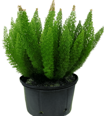 Asparagus Dens Meyeri 1Gallon Asparagus Densiflorus Meyerii Plant Meyeri Foxtail Mr7