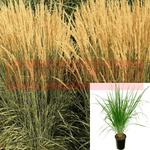 Calamagrostis Karl Foerster 1Gallon Feather Reed Grass Plant Calamagrostis Acut Karl Foerster Live Plant Ho7