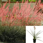 Hesperaloe Parviflora Samandoque Red 1Gallon Ed Yucca Coral Yucca Hummingbird Yucca Redf Live Plant Ht7