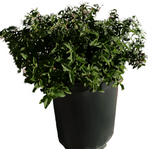 Cistus Hybridus 5Gallon Cistus Corbariensis Hybridus Plant White Rockrose