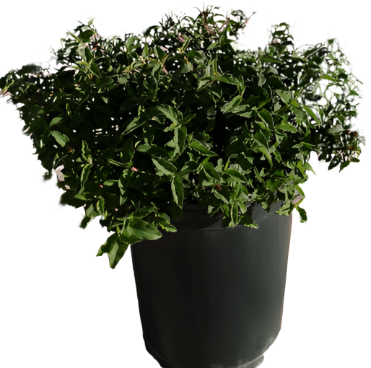 Cistus Hybridus 5Gallon Cistus Corbariensis Hybridus Plant White Rockrose