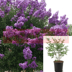 Lag Catawba Multi Purple 5Gallon Crape Myrtle Dark Purple Plant Lager Indica Catawba Shrub 5Gallon Live Plant Fr7Ht7