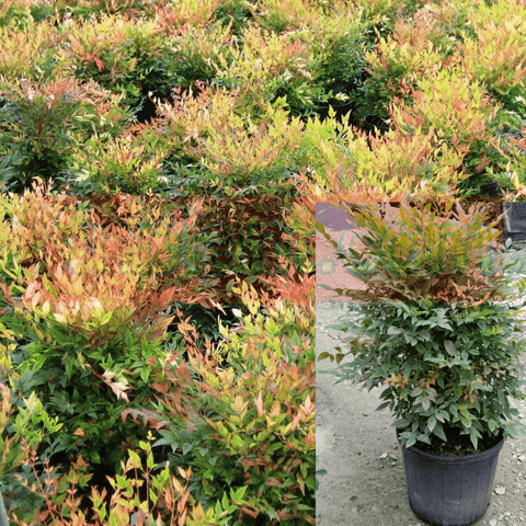 Nandina Harbour Dwarf Plant 5 Gallon Nandina Domestica Yellow Shrub 5Gallon Live Plant Ht7