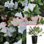 Azalea Alaska 5Gallon White Azalea Plant Rhododendron Azalea White Live Plant Fr7