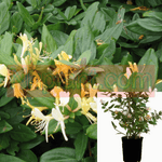 Lonicera Japanese Purpurea 1Gallon Japanese Honeysuckle Lonicera Jap Purpurea 1Gallon 1 2Ft Tall Full Live Plant Mr7