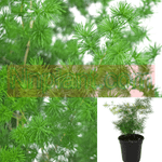 Fern Pom Pom Asparagus Fern Plant Asparagus Retrofractus 6Inches Pot Fern Live Plant Cute Plant Ht7 Best