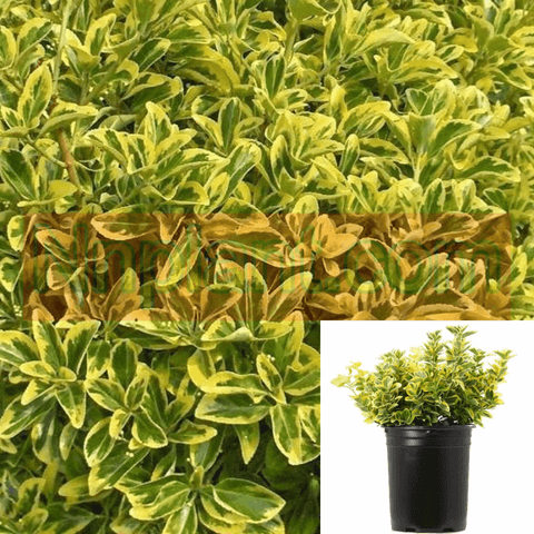 Euonymus Japanese Golden 5Gallon Lime Dwarf Japanese Euonymus Live Plant Outdoor Mr7