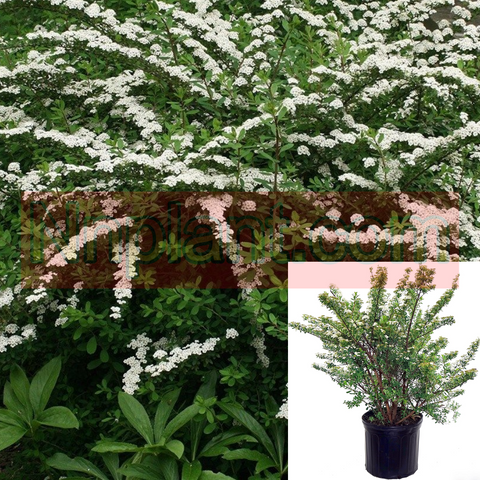 Spiraea Nipponica Snowmound 5Gallon Snowmound Spirea Live Plant Outdoor Ho7
