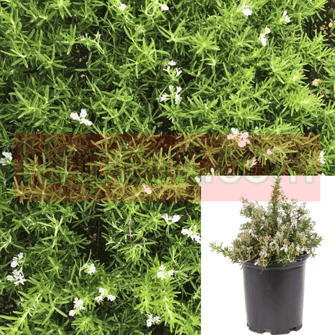 Rosmarinus Off Huntington Carpet Plant Prostrate Rosemary 5Gallon Live Plant Ht7