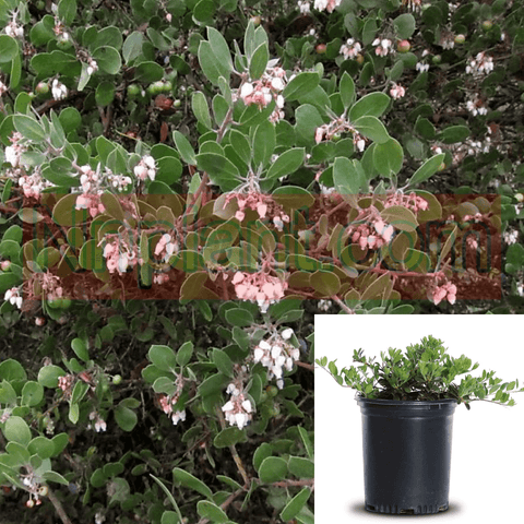 Arctostaphylos Point Reyes 1Gallon Point Reyes Manzanita Live Plant Fr7