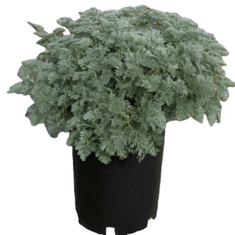 Artemisia Powis Castle 5Gallon Jade Green Plant Powis Castle Silver Sage Plant Perennials Live Plant Fr7Ht7 Best