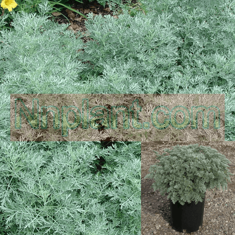 Artemisia Powis Castle 5Gallon Jade Green Plant Powis Castle Silver Sage Plant Perennials Live Plant Fr7Ht7 Best