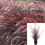 Pennisetum Set Rubrum 1Gallon Pennisetum Setaceum Cupreum Fountain Gr7 Fountain Grass Purple Fountain Grass Tender Fount Live Plant