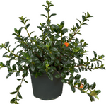 Nematanthus Gregarious 6Inches Clog Plant Goldfish  house hanging Live Plant Ht7 Best