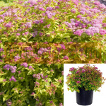 Spiraea Magic Carpet 5Gallon Spiraea Japonica Magic Carpet Ho7 Magic Carpet Spirea Japanese Spirea Deciduous Shrub Live Plant