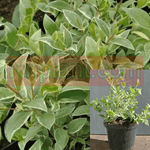 Myrtus Communis Compacta Variegata Plant 5Gallon Variegated Dwarf Myrtle Potfr Live Plant Ht7 Best