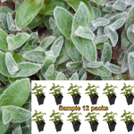 White Velvet Plant Tradescantia Sillamontana Silver Dust Matuda Plant White Gossamer Velvet Ground Live 12Packs Of 2 Inches Pot ht7