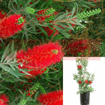 Callistemon Little John 1Gallon Callistemon Red Dwarf Bottlebrush Brush Live Plant Mfg7