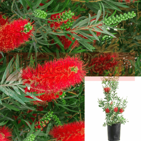 Callistemon Little John 1Gallon Callistemon Red Dwarf Bottlebrush Brush Live Plant Mfg7