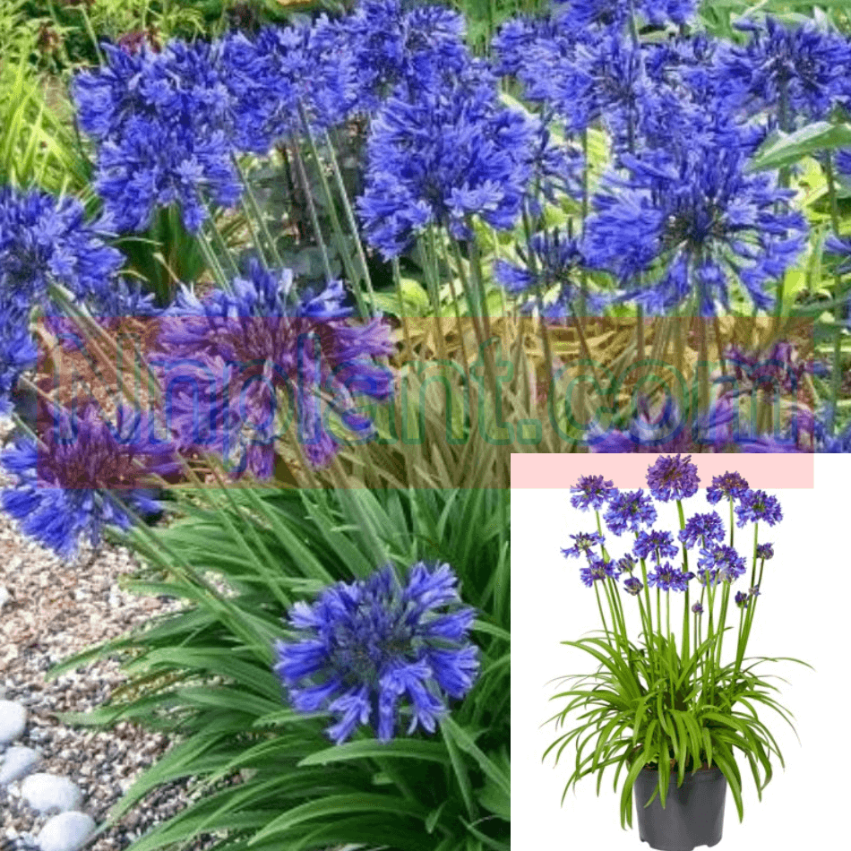 Agapanthus Storm Cloud Agapanthus Storm Cloud
