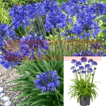 Agapanthus Africanus Storm Cloud Plant Lily Of The Nile 5Gallon Plant Dark Blue Agapanthus Africanus Lily
