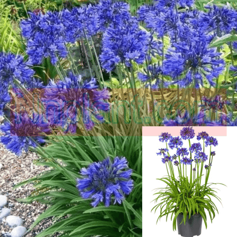 Agapanthus Africanus Storm Cloud Plant Lily Of The Nile 5 Gallon Dark Blue Lily