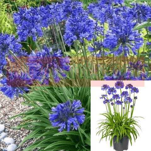 Agapanthus Africanus Storm Cloud Plant Lily Of The Nile 5Gallon Plant Dark Blue Agapanthus Africanus Lily