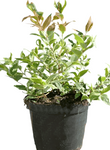 Myrtus Compacta Variegata 1 Gallon Variegated Myrtle Potfr Live Plant Fr7