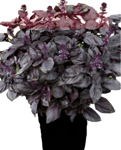Basil Purple 1Gallon Purple Ruffles Basil Plant Ocimum Basilicum Pourpre Live Plant Onsale Pv7Ht7