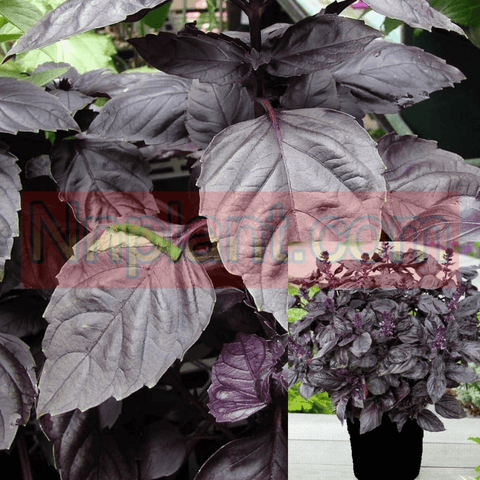 Basil Purple 1Gallon Purple Ruffles Basil Plant Ocimum Basilicum Pourpre Live Plant Onsale Pv7Ht7
