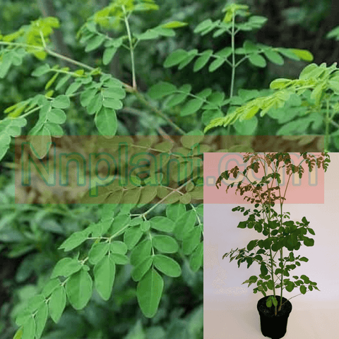 Moringa Plant Tree 1 Gallon Miracle Plant 2 3Ft Moringa Drumstick Tree Horseradish Live Plant Vegetable Veggie