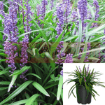 Liriope Muscar Majestic Plant I Big Blue Lilyturf 1Gallon Plant Big Blue Purple Flower Lilyturf Lilyturf Bor Mr7 Ht7