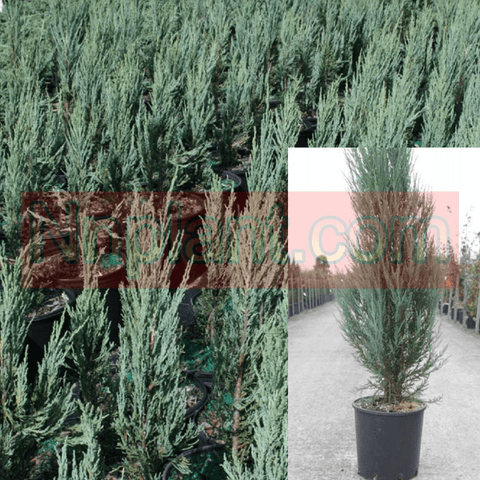 Juniperus Scopulorum Moonglow 5Gallon Rocky Mountain Juniper 5Gallon Live Plant Ho7