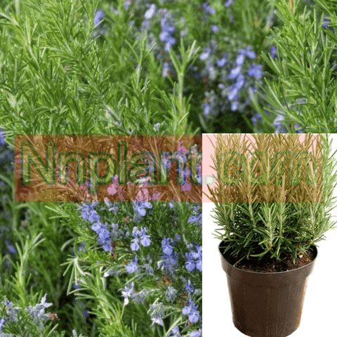 Rosmarinus Off Barbecue 5Gallon Upright Plant Rosemary 5Gallon Live Mr7