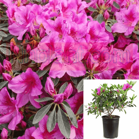 Azalea Perfecto Mundo Double 1Gallon Azalea Phoenicia Pink 1Gallon Rhododendron Phoenicia 1Gallon Pot Live Plant Fr7