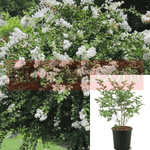 Lag Natchez Multi White 5 Gallon Crape Myrtle Plant Lager Fauriei Shrub Live Plant Fr7
