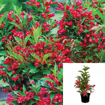 Weigela Florida Red Prince 5 Gallon Pot Live Plant Outdoor Ho7