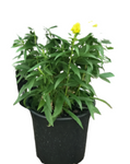 Solidago Little Lemon 2Gallon Solidago Little Lemon Goldenrod Dwarf 2Gallon Little Lemon Goldenrod Live Plant Mr7