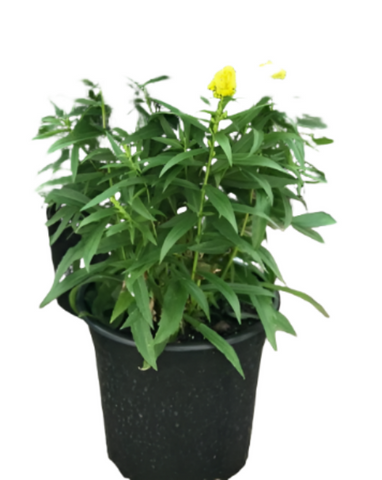 Solidago Little Lemon 2 Gallon Goldenrod Dwarf Live Plant Mr7