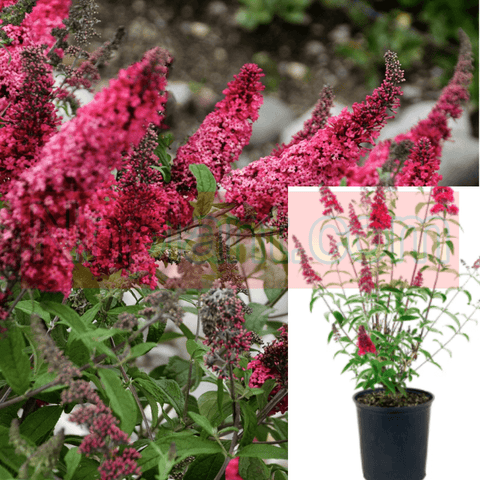 Buddleia Davidii Pink Charm 5Gallon Pot Butterfly Bush Pink Charm Plant Flower Outdoor Live Plant Ho7A