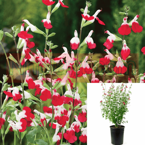 Salvia Microphylla Hot Lips 1Gallon  Yard Bi Colored Sage Red White Lip Salvia Microphylla Bird Loves Outdoor Live Plant