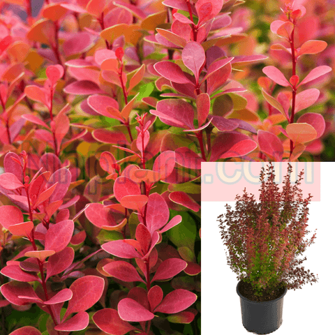 Berberis Thunbergii Red Rocket 5 Gallon Upright Plant Japanese Barberry Live Plant Mr7