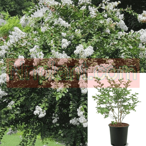 Lag Natchez Multi White 5 Gallon Crape Myrtle Plant Lager Fauriei Shrub Live Plant Fr7