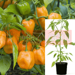Pepper Capsicum Chinense Yellow Orange Plant 1Gallon Habanero Hot Pepper Plant Ht7