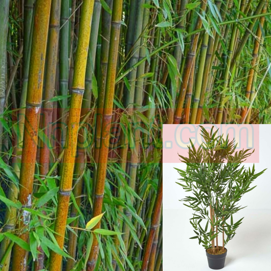 golden bamboo house plant Yellow Glaucous Bamboo 5 Gallon Golden Chinese Phyllostachys Viridiglaucescens Tree Live Plant Ht7