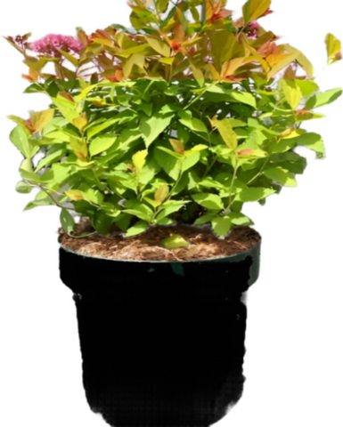 Spiraea Fe Sundrop 5Gallon Pot First Editions Sundrop Spirea Live Plant Outdoor Ho7